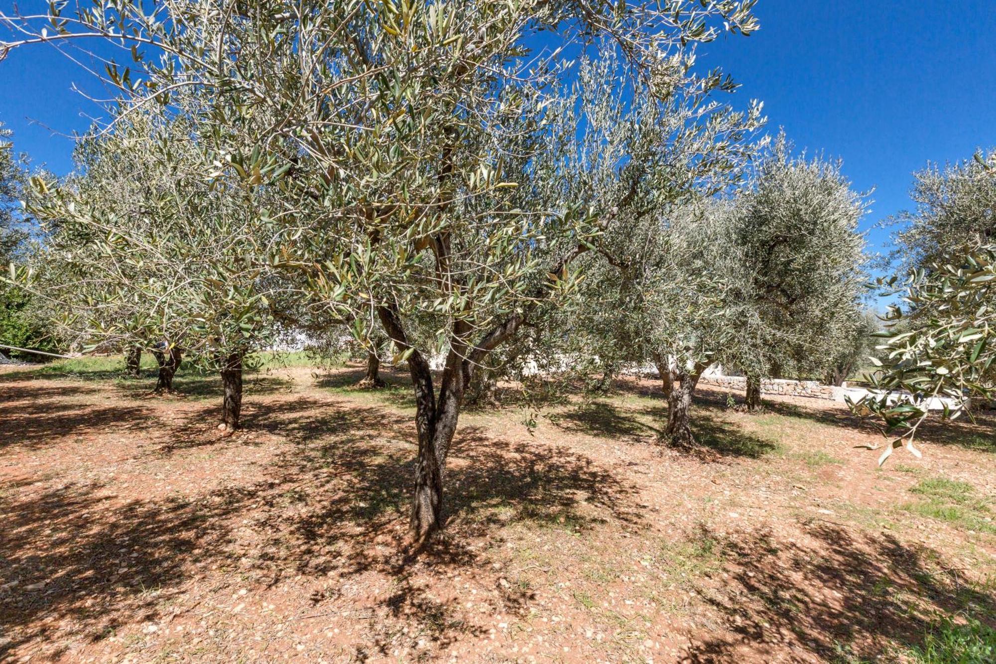 Trulli Ulivo Di Puglia By Barbarhouse Villa Selva Di Fasano Luaran gambar